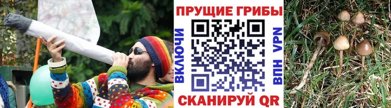 Псилоцибиновые грибы GOLDEN TEACHER  ссылка на мегу зеркало  Вытегра 